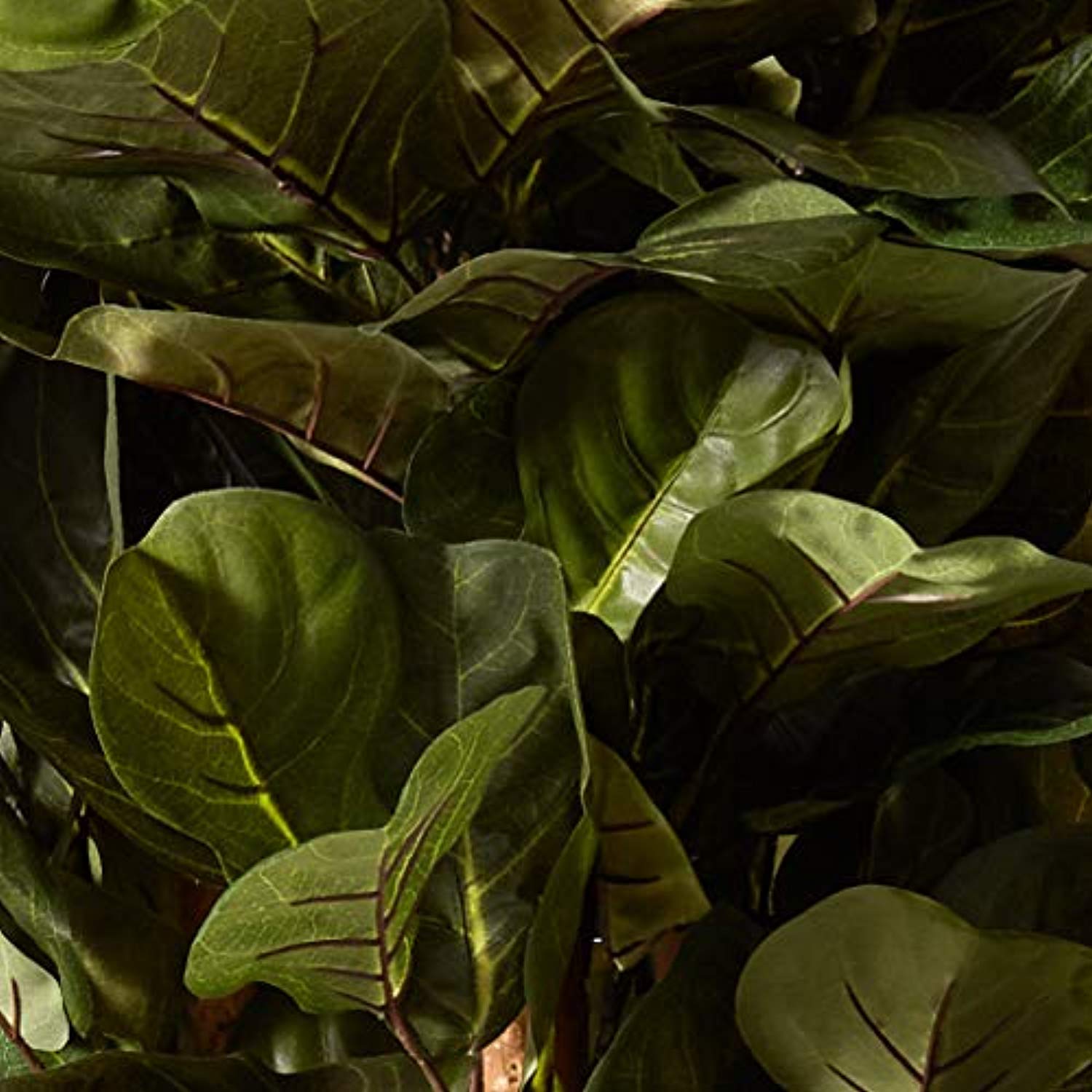 6ft fiddle leaf fig 6ft Fiddle Leaf Fig Tree