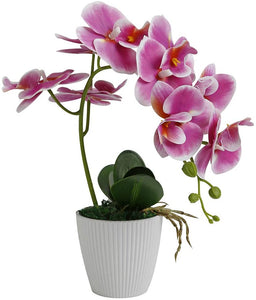 Purple Orchid  Phalaenopsis Arrangement Plants - EK CHIC HOME