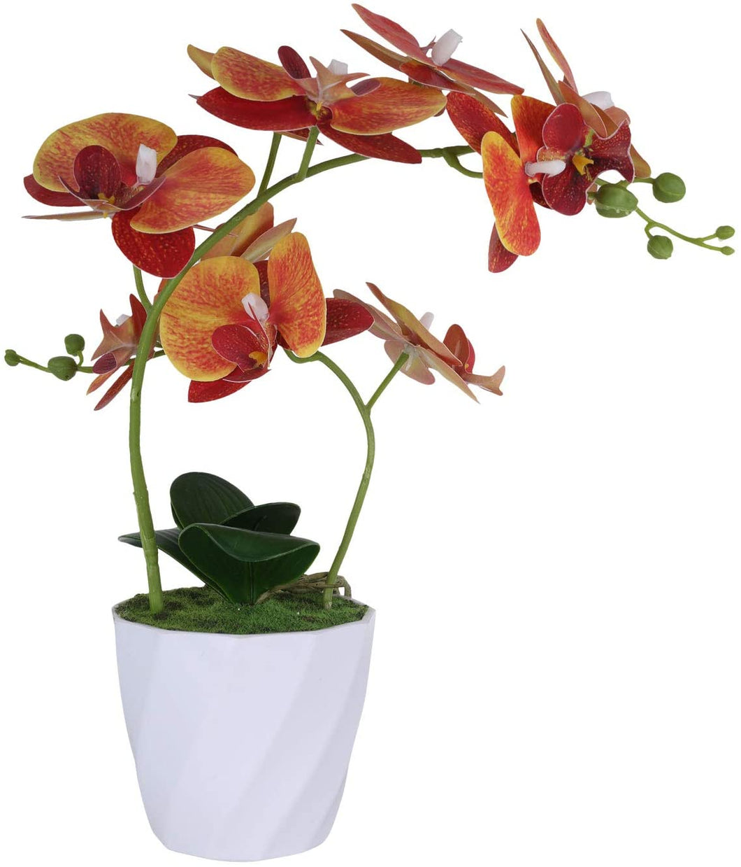 Purple Orchid  Phalaenopsis Arrangement Plants - EK CHIC HOME