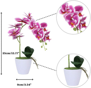 Purple Orchid  Phalaenopsis Arrangement Plants - EK CHIC HOME